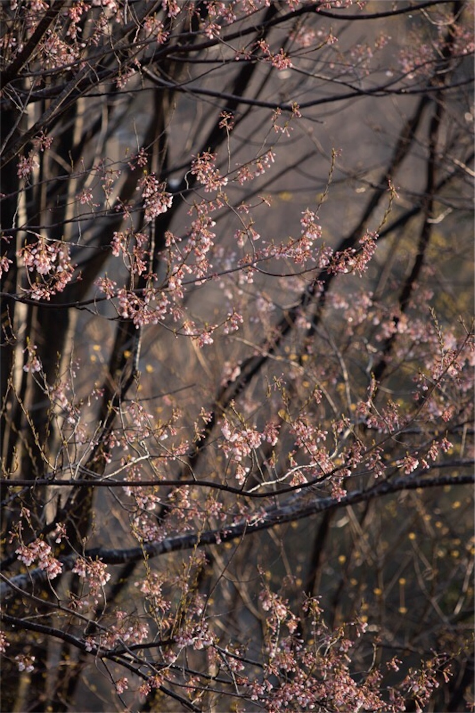 f:id:Jiroviolet:20190403231746j:image