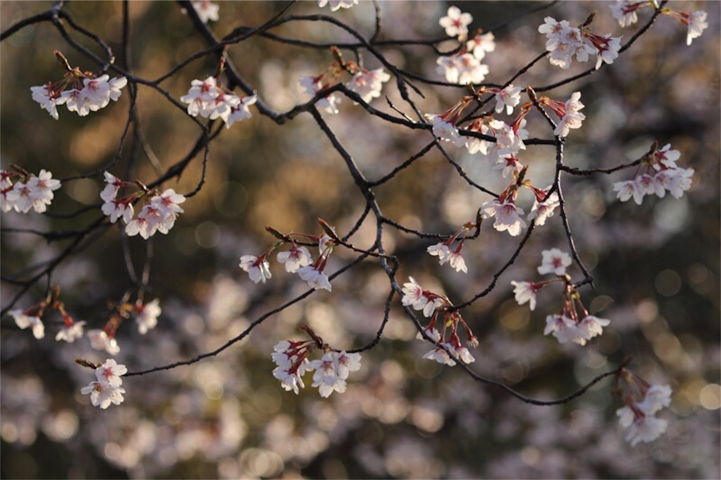 f:id:Jiroviolet:20190403231928j:image