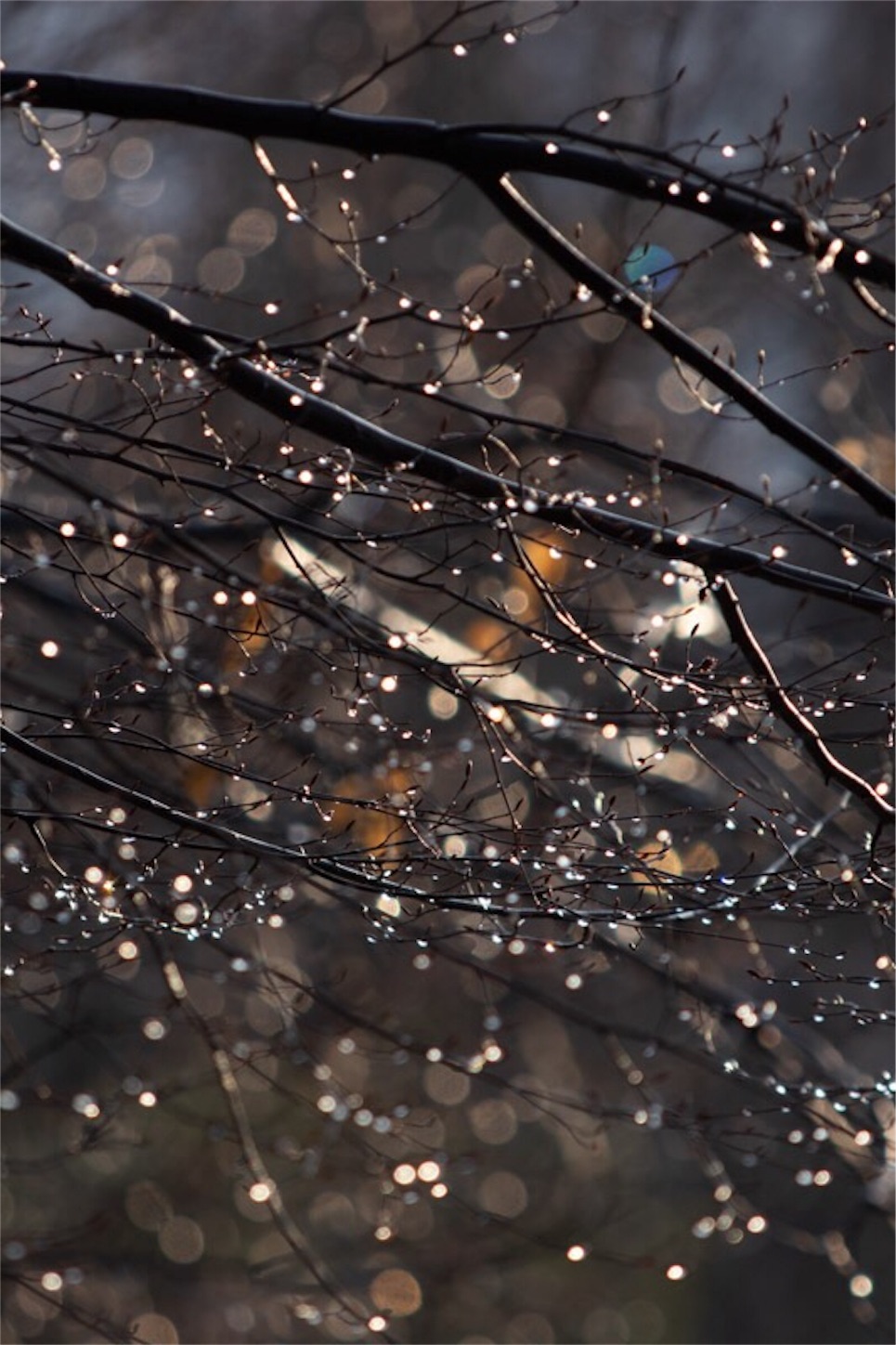 f:id:Jiroviolet:20190403231932j:image