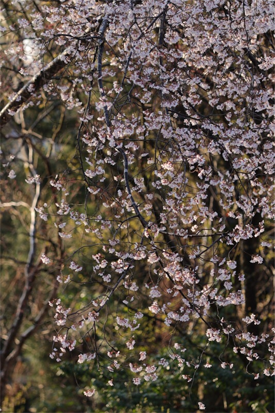 f:id:Jiroviolet:20190403231937j:image