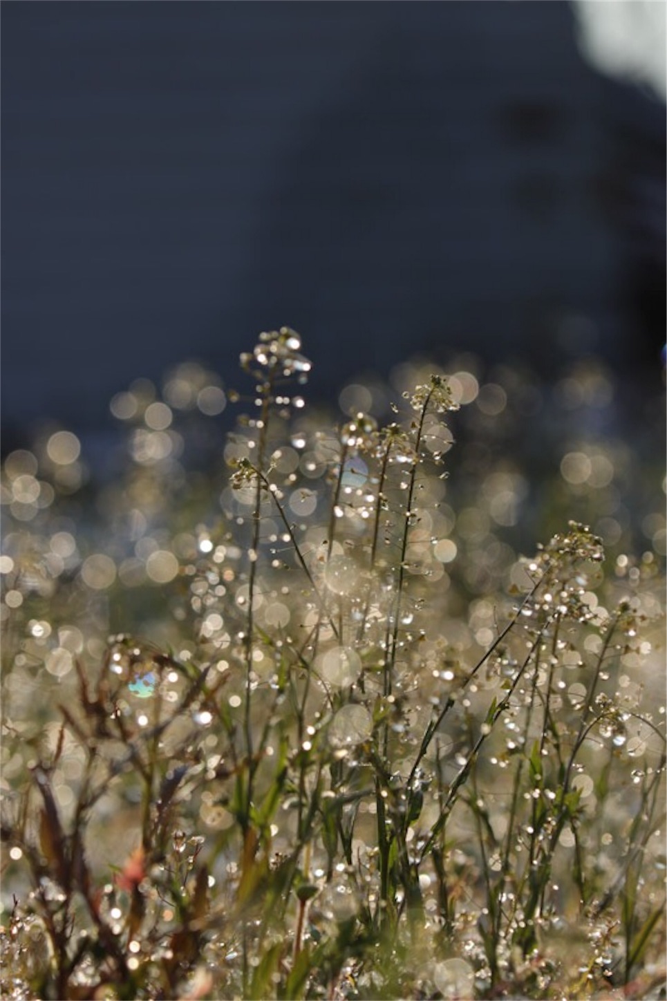 f:id:Jiroviolet:20190403232119j:image