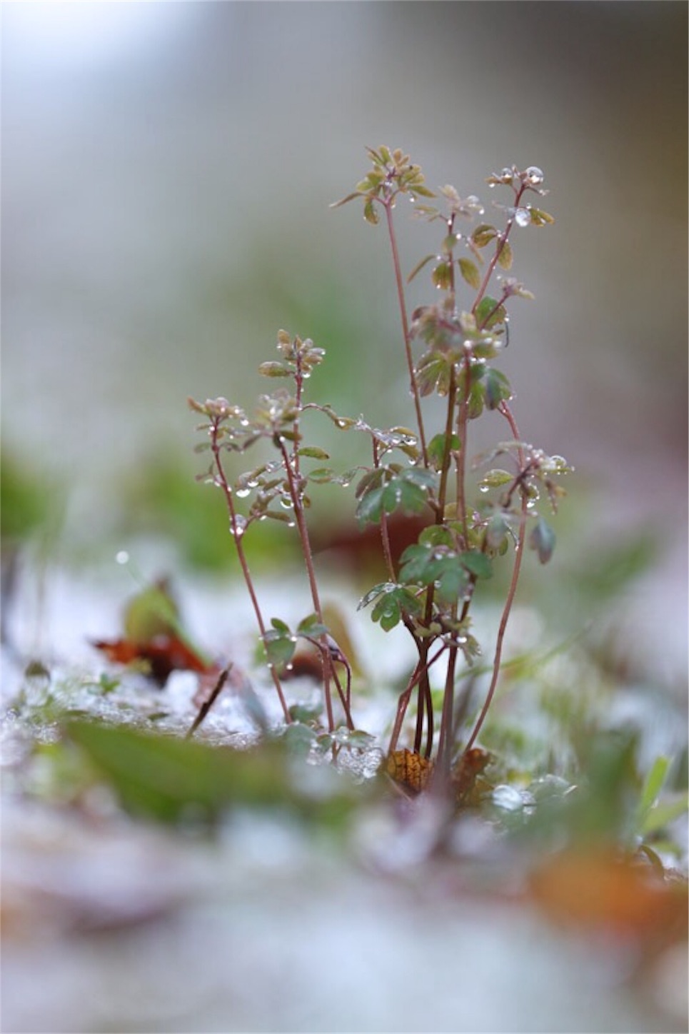 f:id:Jiroviolet:20190403232244j:image