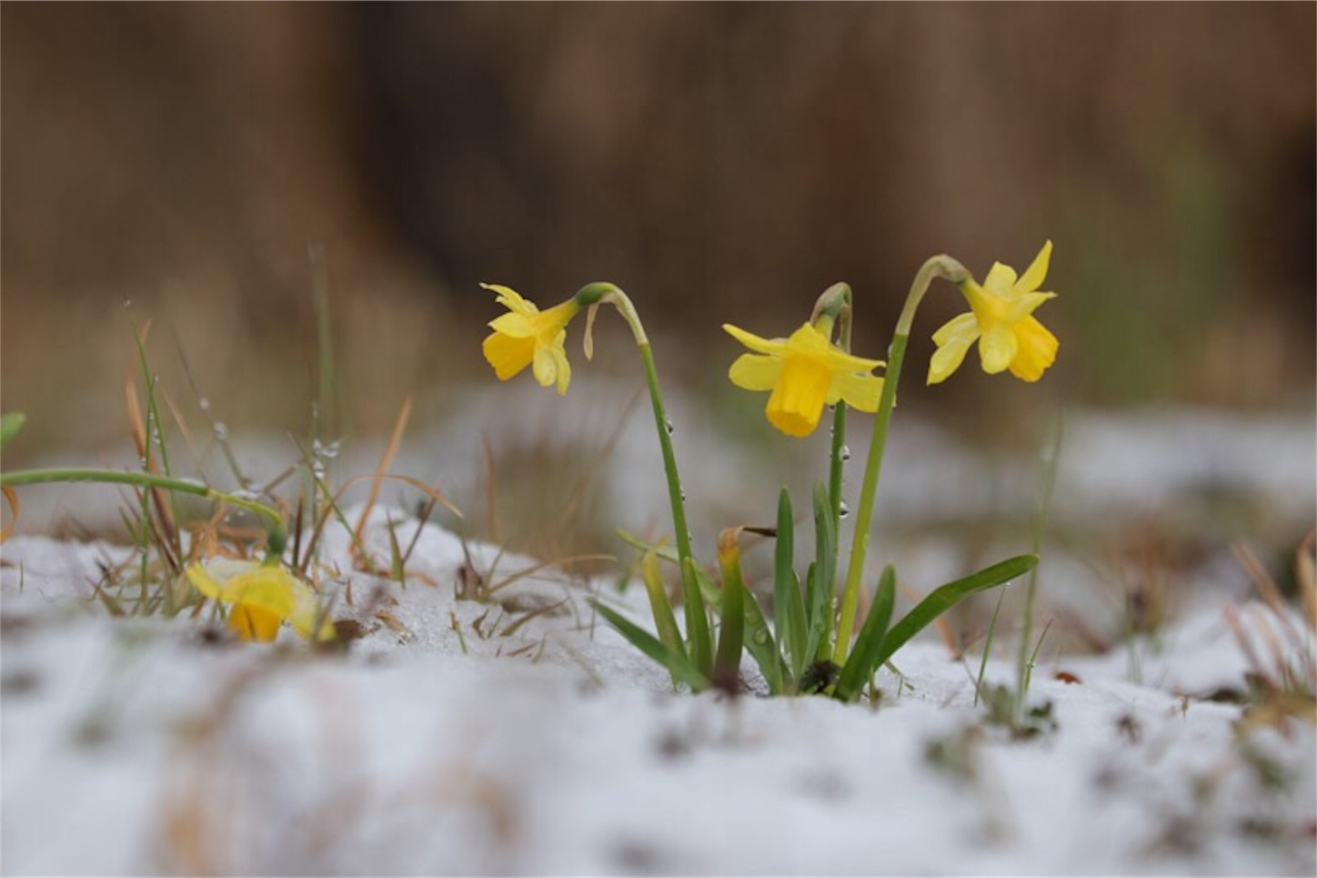 f:id:Jiroviolet:20190403232555j:image