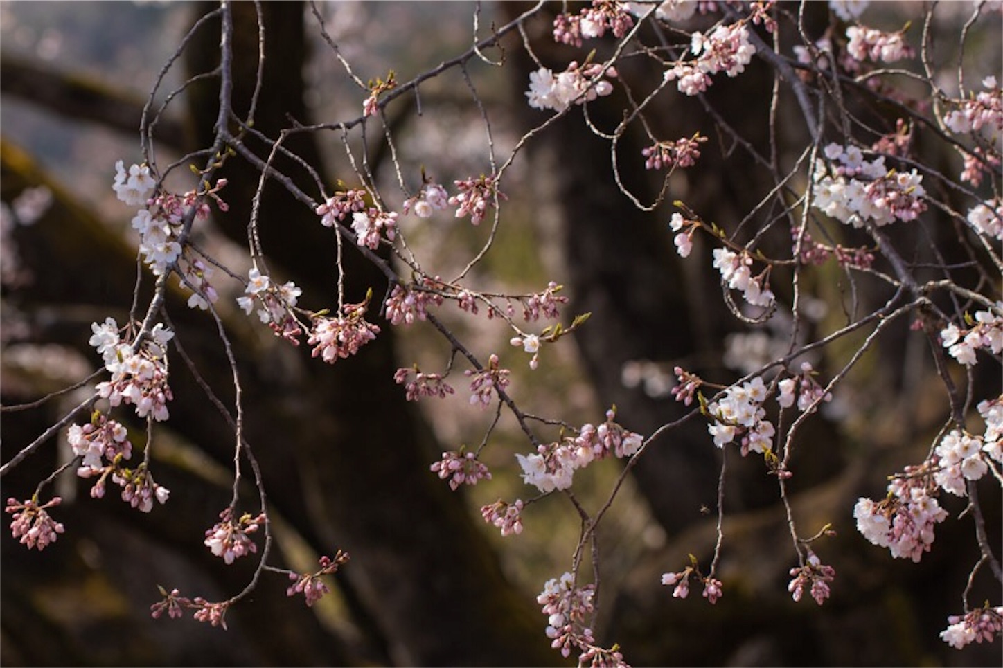 f:id:Jiroviolet:20190407195611j:image