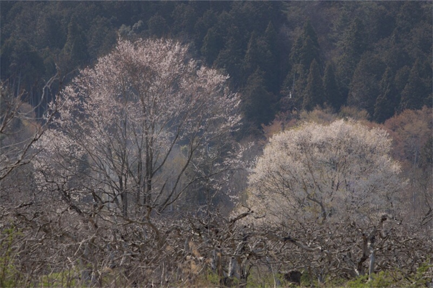 f:id:Jiroviolet:20190407195615j:image