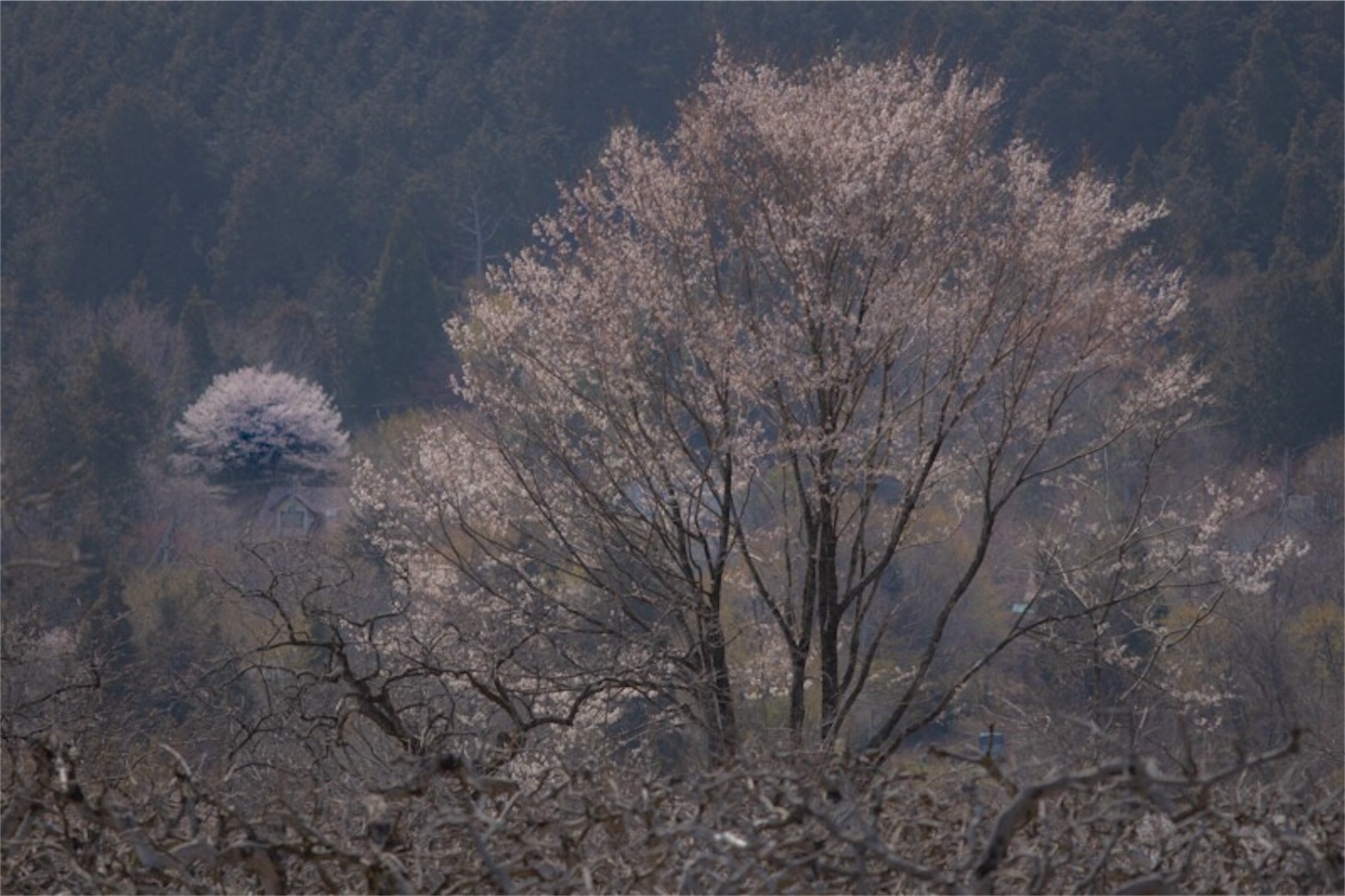 f:id:Jiroviolet:20190407195632j:image