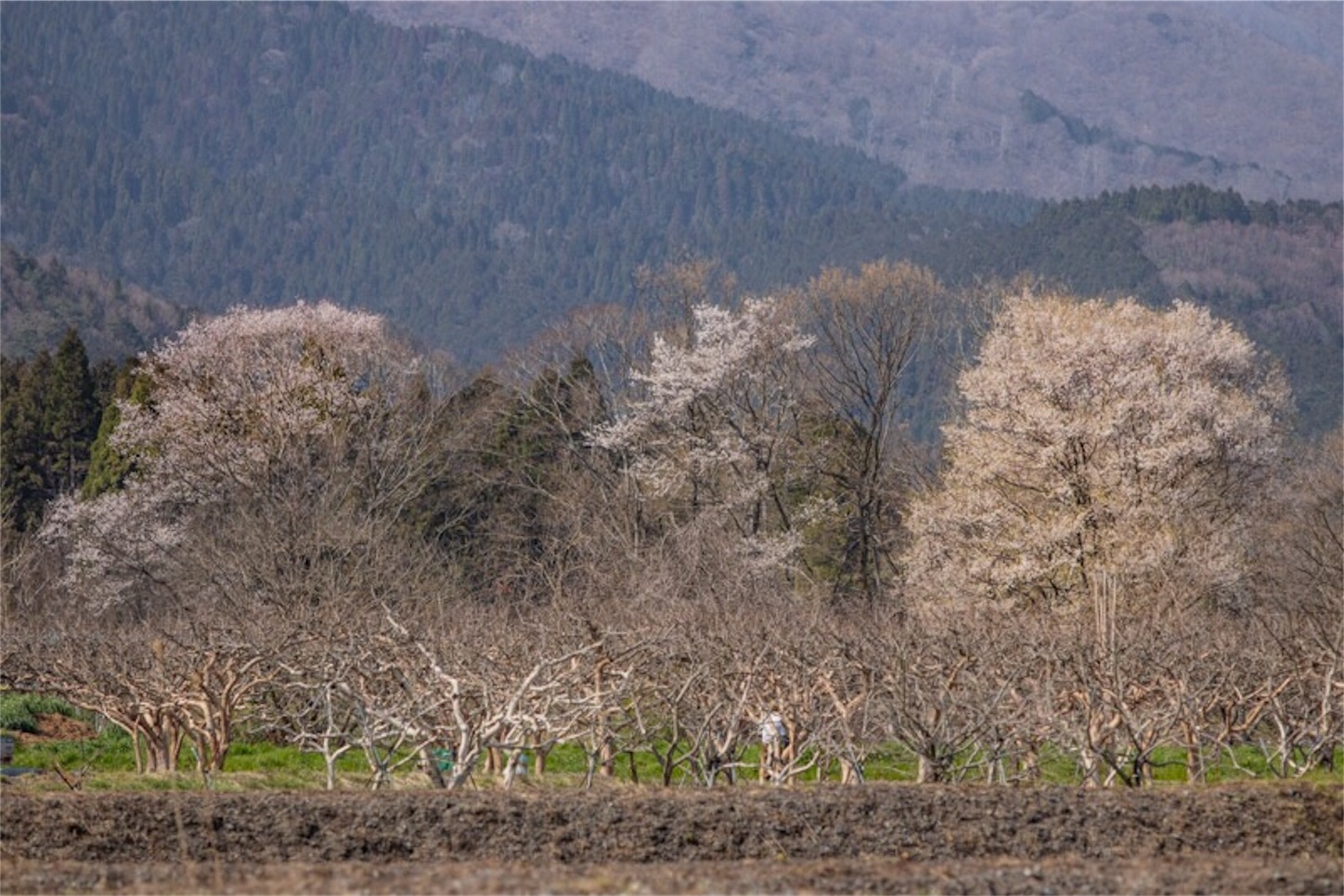 f:id:Jiroviolet:20190407195739j:image