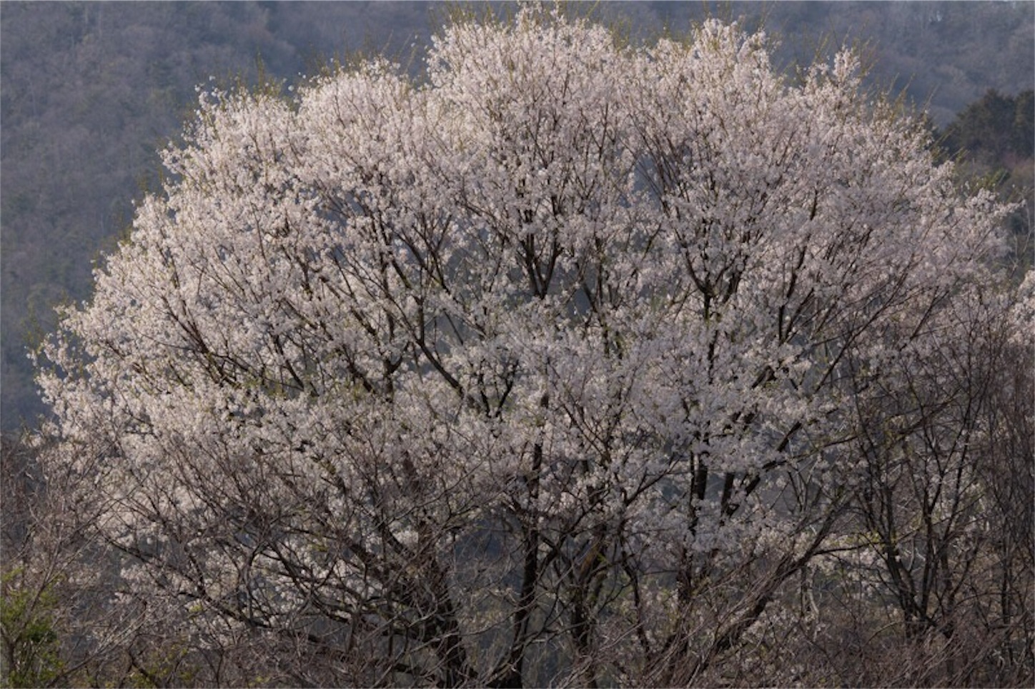 f:id:Jiroviolet:20190407195748j:image