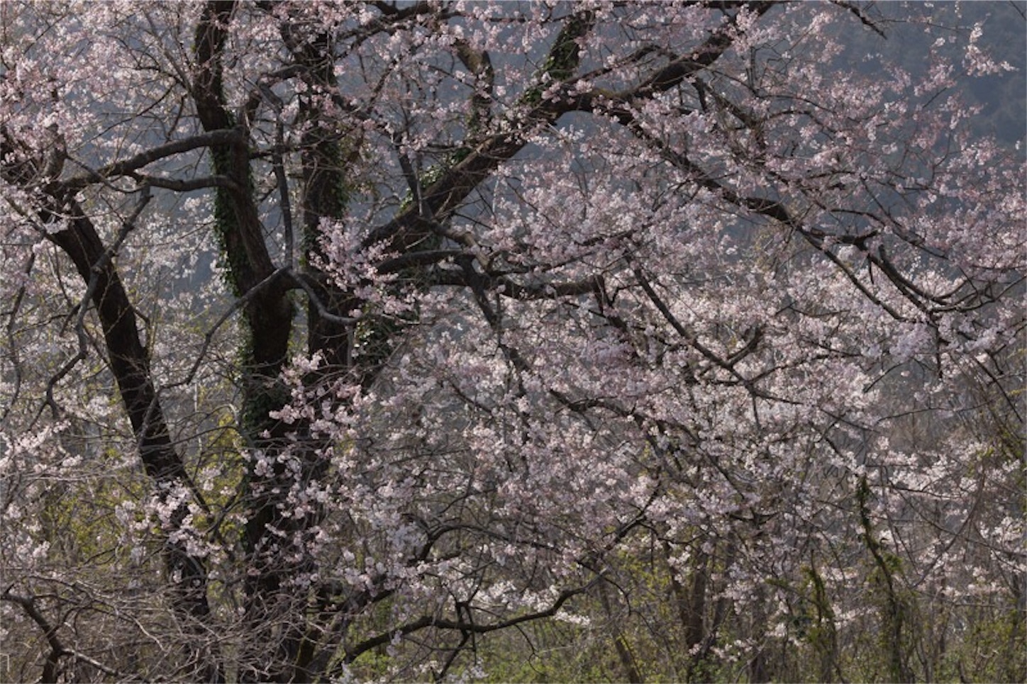 f:id:Jiroviolet:20190407195754j:image