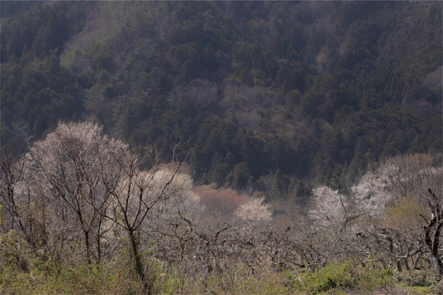f:id:Jiroviolet:20190407195758j:image