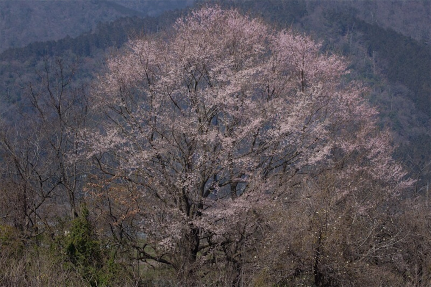 f:id:Jiroviolet:20190407200026j:image