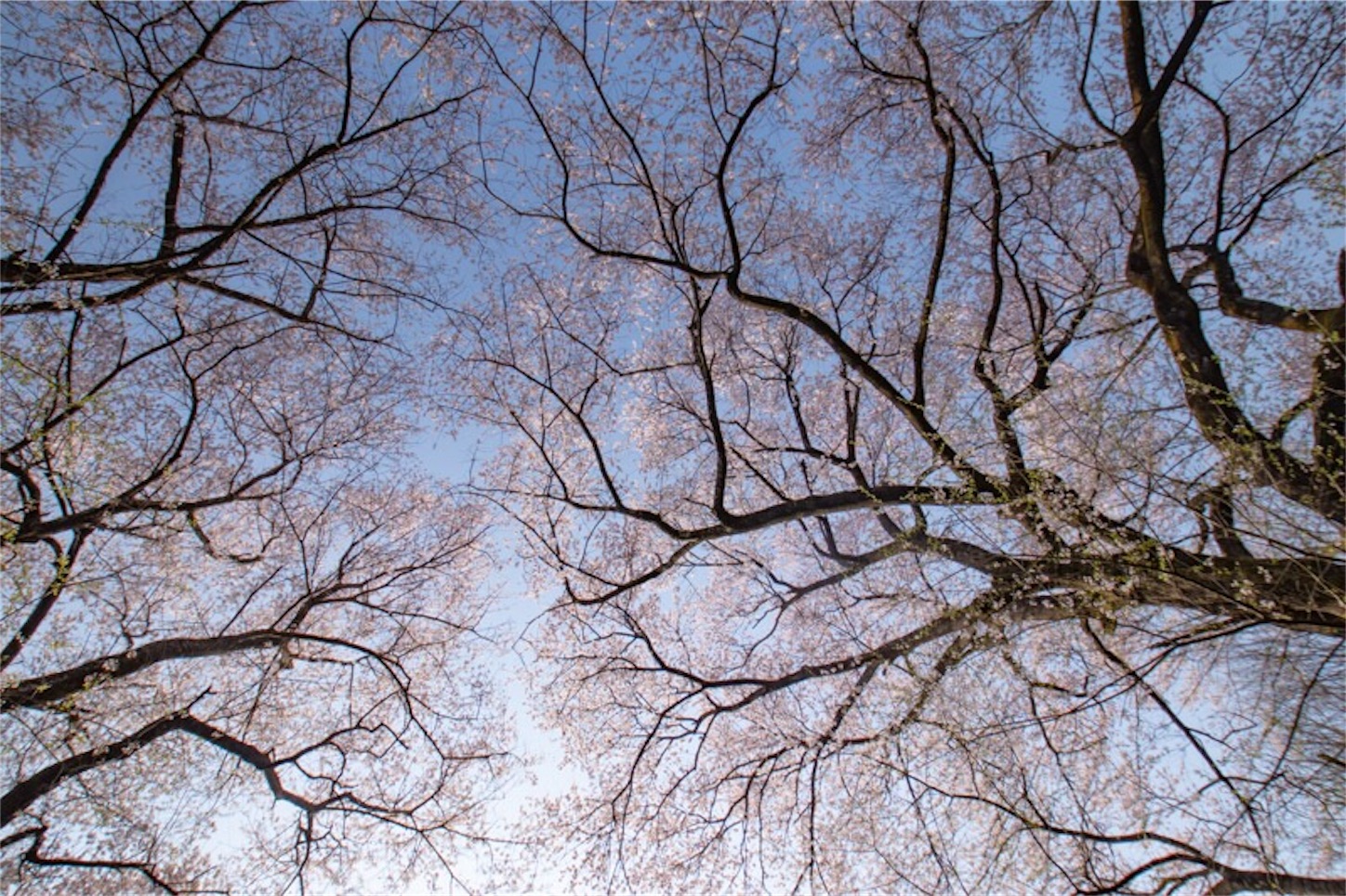 f:id:Jiroviolet:20190407200031j:image
