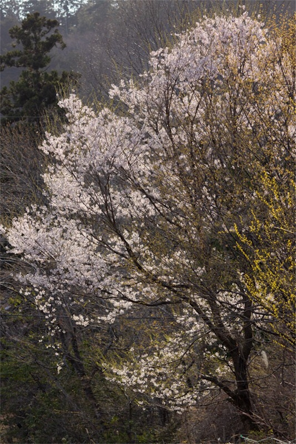 f:id:Jiroviolet:20190407200035j:image