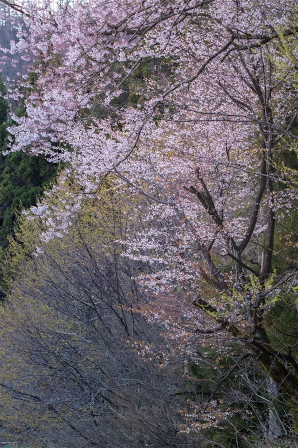 f:id:Jiroviolet:20190407200330j:image