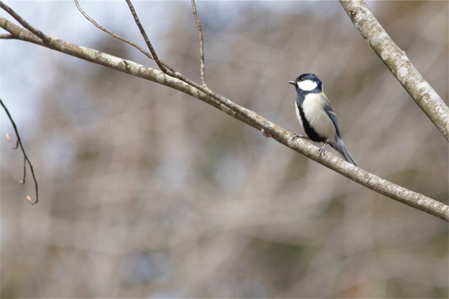 f:id:Jiroviolet:20190407200405j:image
