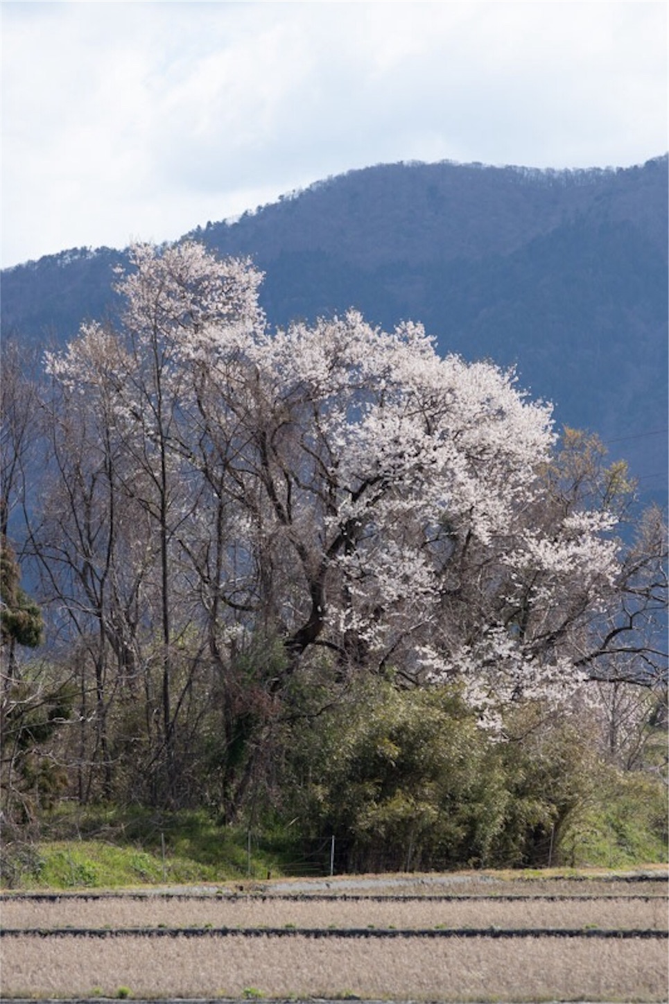 f:id:Jiroviolet:20190410171310j:image