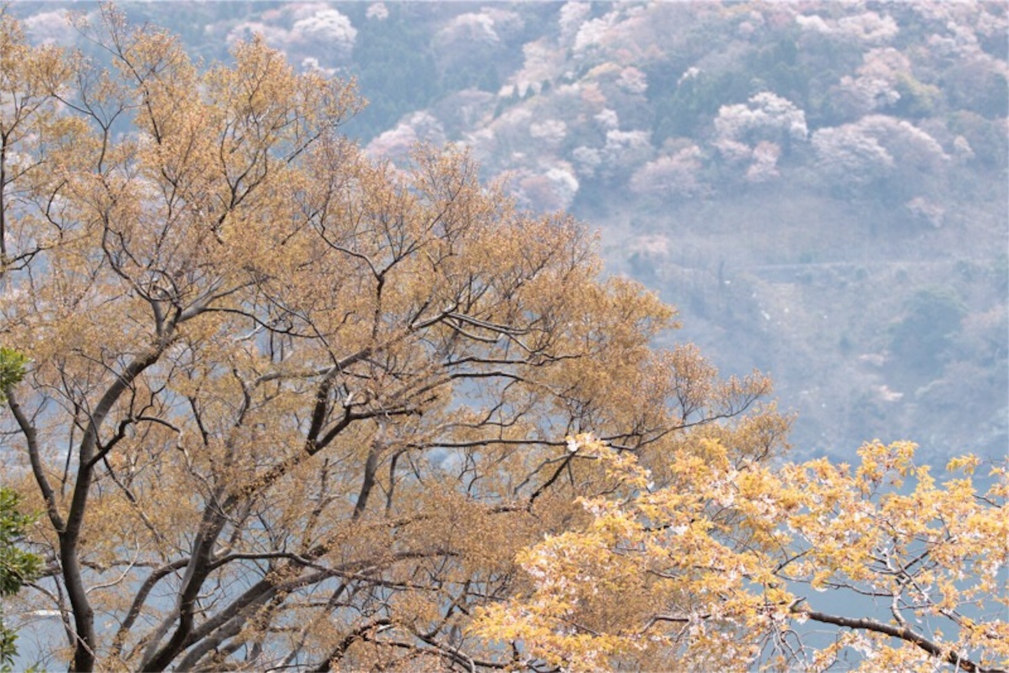 f:id:Jiroviolet:20190410214809j:image