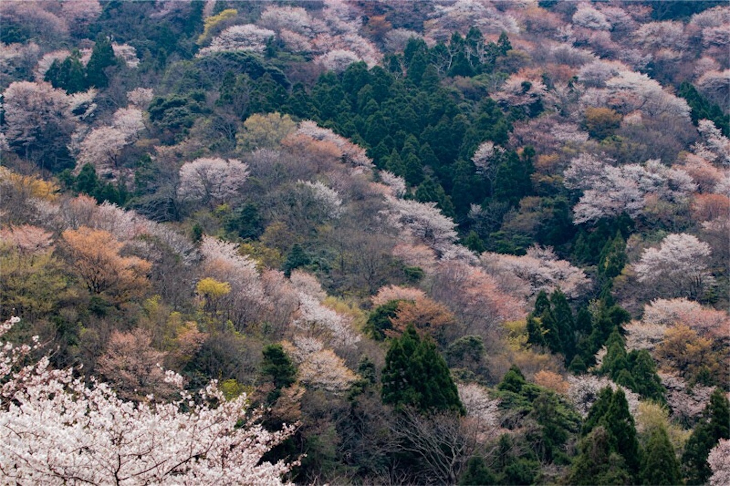 f:id:Jiroviolet:20190410214813j:image