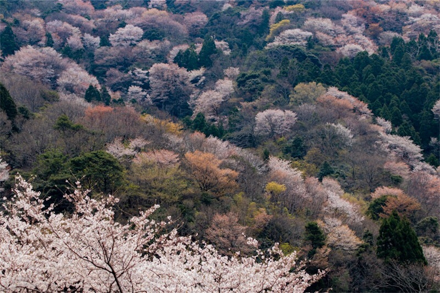 f:id:Jiroviolet:20190410214818j:image