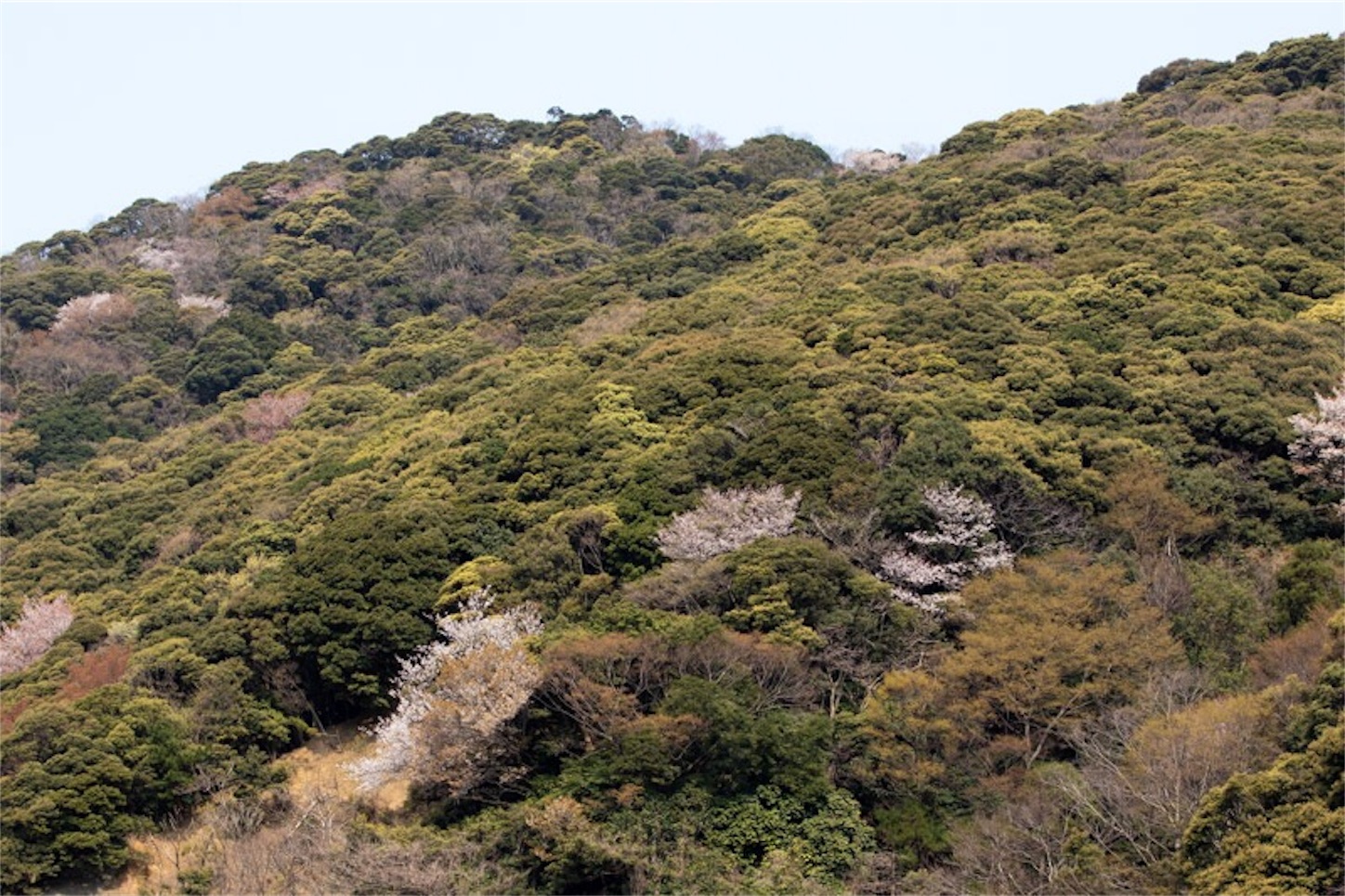f:id:Jiroviolet:20190410215017j:image
