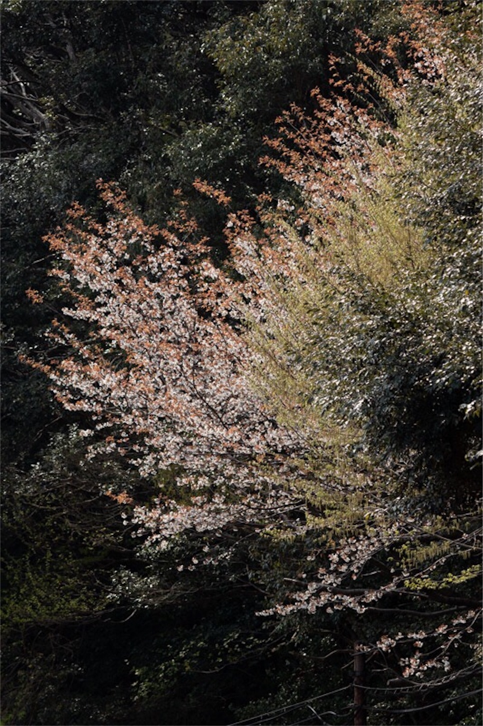 f:id:Jiroviolet:20190410215039j:image