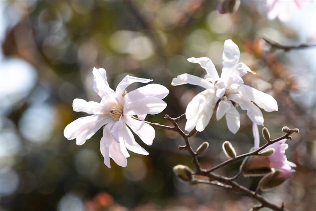 f:id:Jiroviolet:20190414012116j:image f:id:Jiroviolet:20190414012116j:image