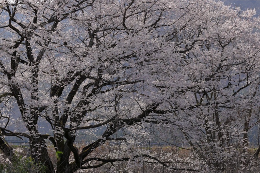 f:id:Jiroviolet:20190414012235j:image f:id:Jiroviolet:20190414012235j:image