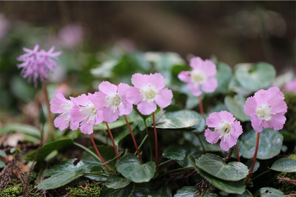 f:id:Jiroviolet:20190414012348j:image f:id:Jiroviolet:20190414012348j:image