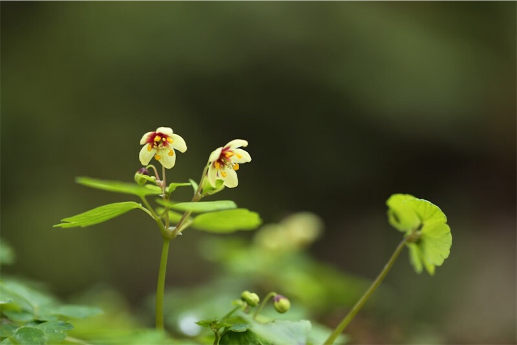 f:id:Jiroviolet:20190414012501j:image f:id:Jiroviolet:20190414012501j:image