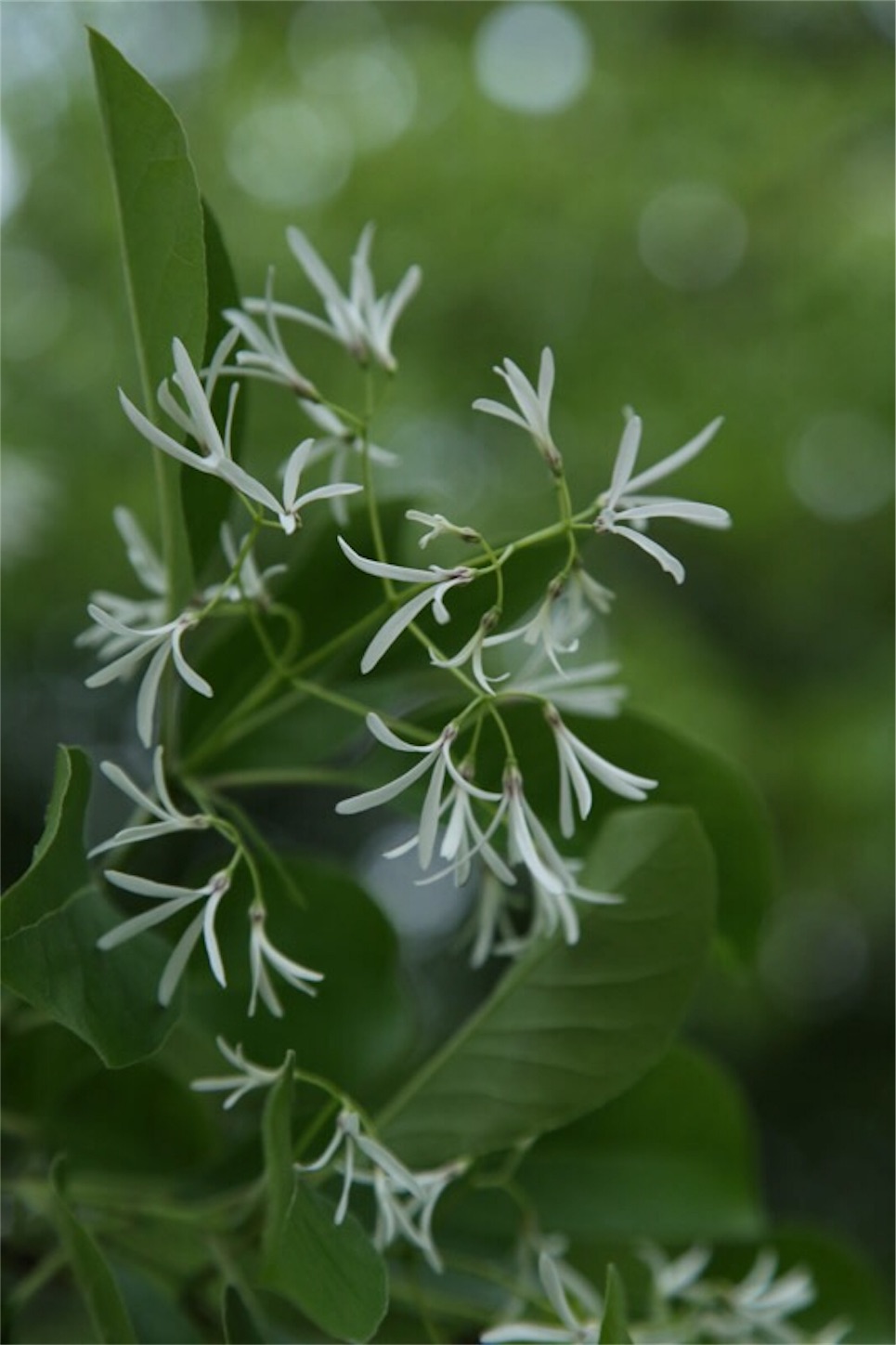f:id:Jiroviolet:20190524110051j:image