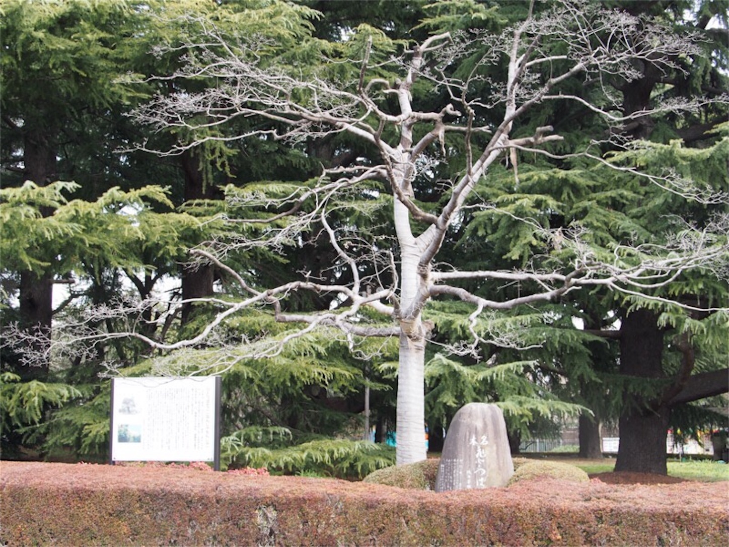 f:id:Jiroviolet:20190524153418j:image