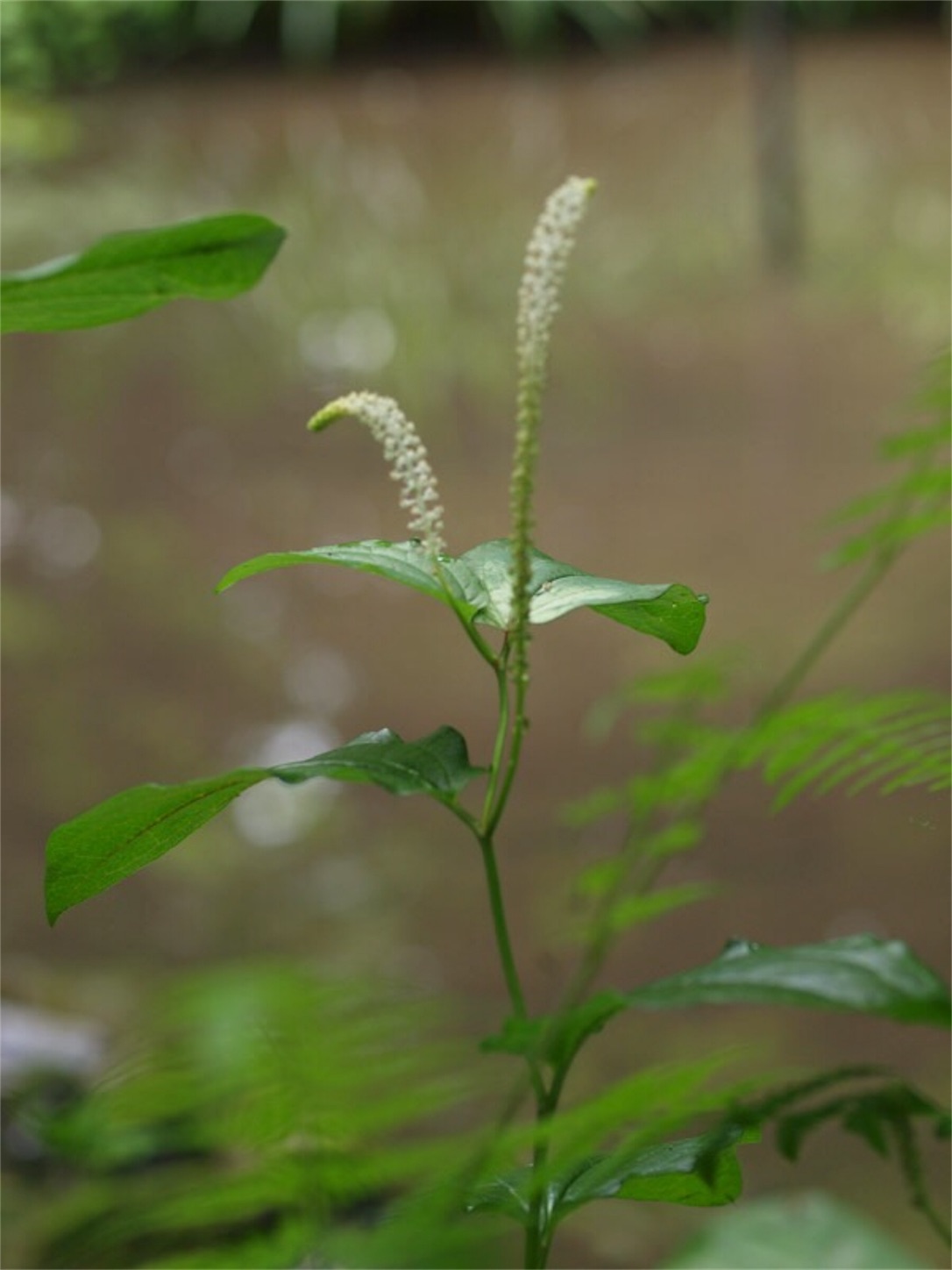f:id:Jiroviolet:20190711163715j:image f:id:Jiroviolet:20190711163715j:image
