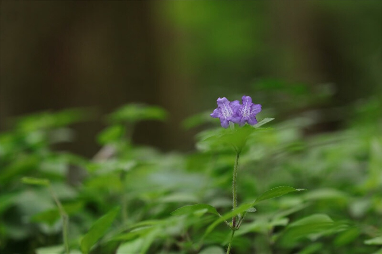f:id:Jiroviolet:20190721184941j:image