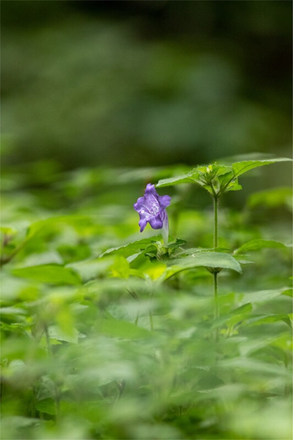 f:id:Jiroviolet:20190721184944j:image