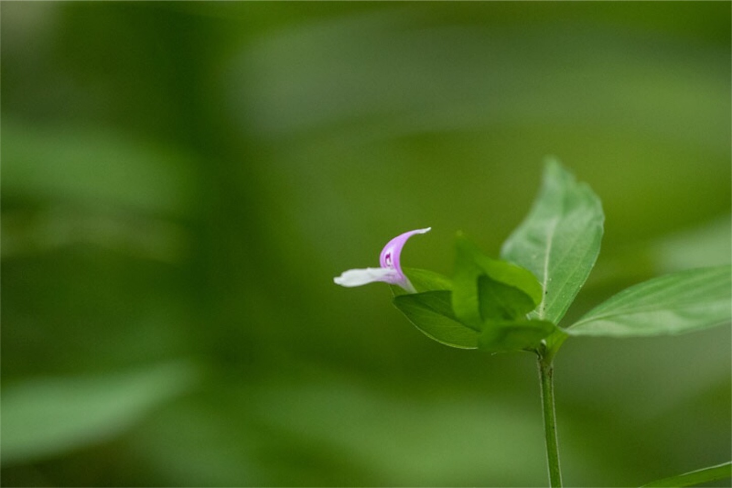 f:id:Jiroviolet:20190721185600j:image