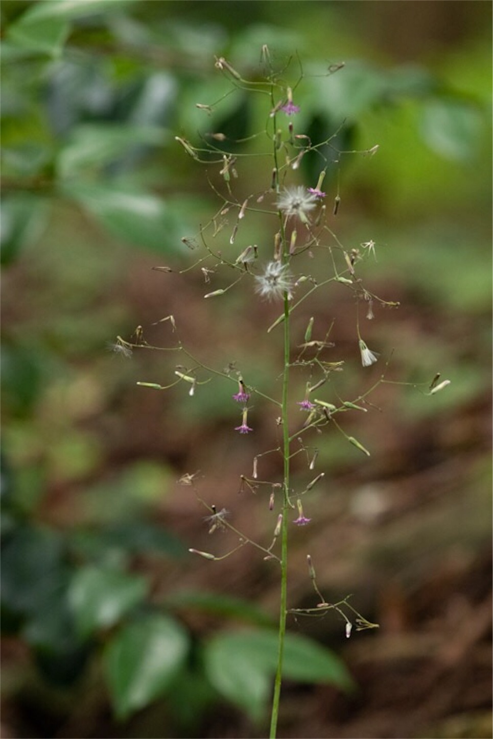 f:id:Jiroviolet:20190721190506j:image