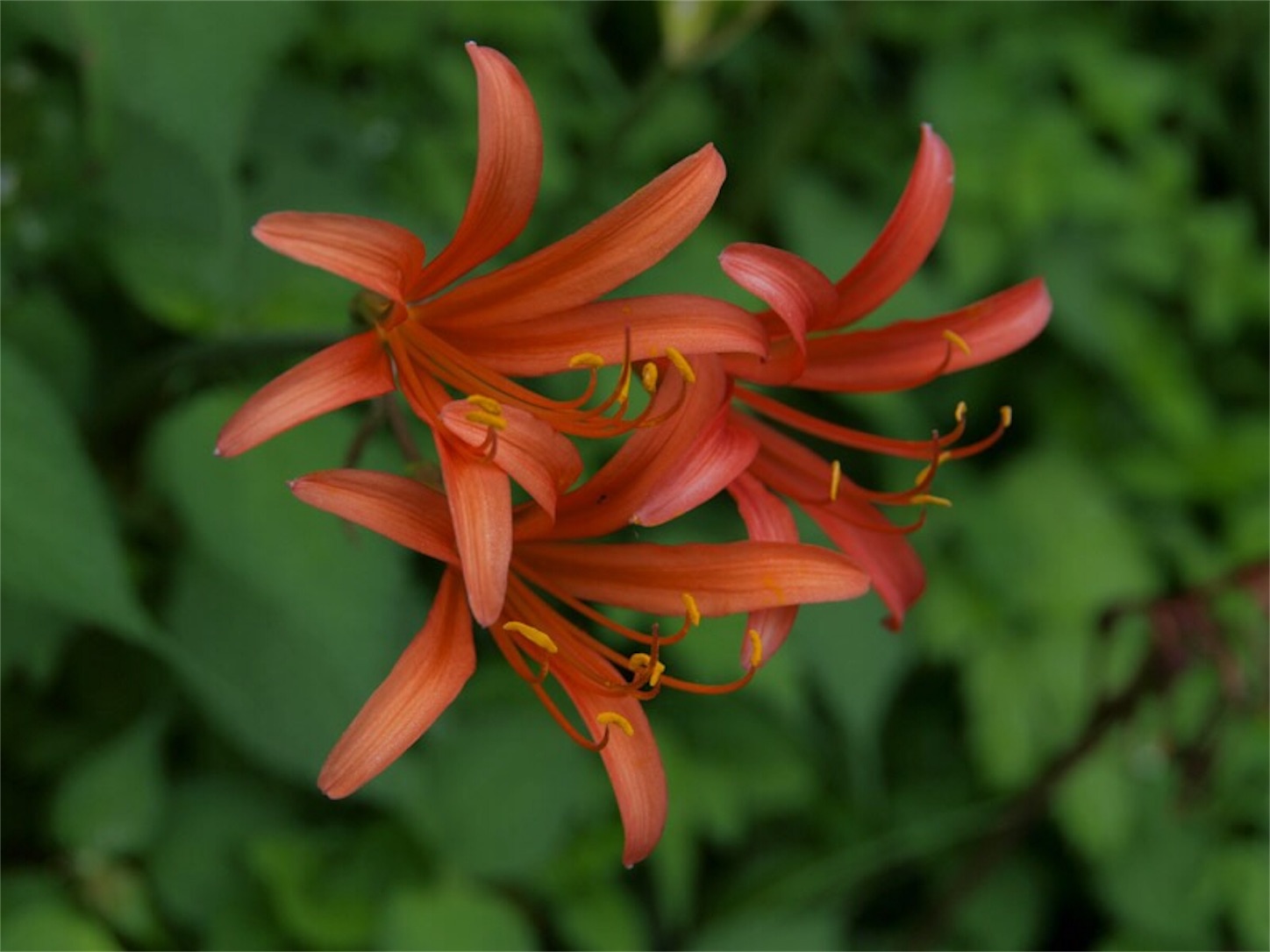 f:id:Jiroviolet:20190725200217j:image