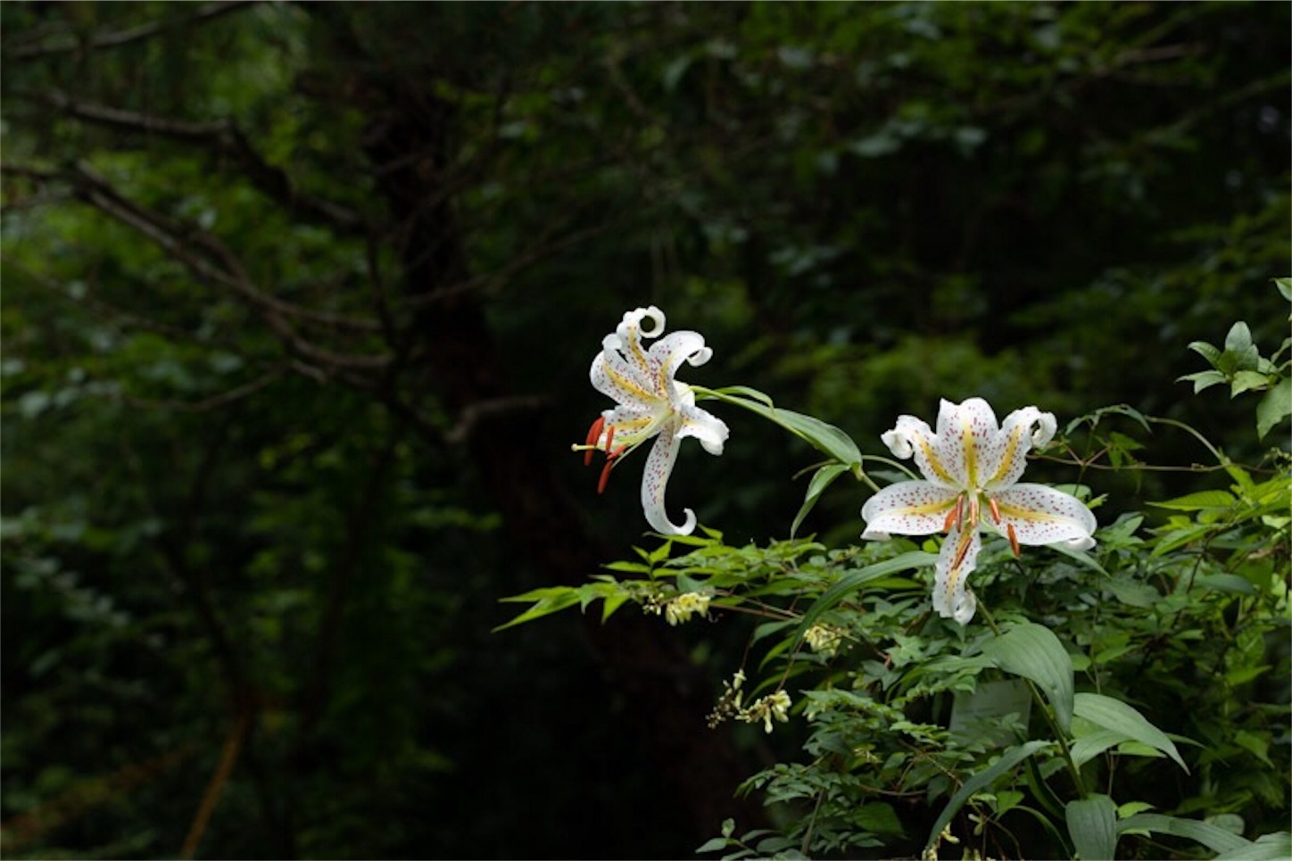 f:id:Jiroviolet:20190729231329j:image