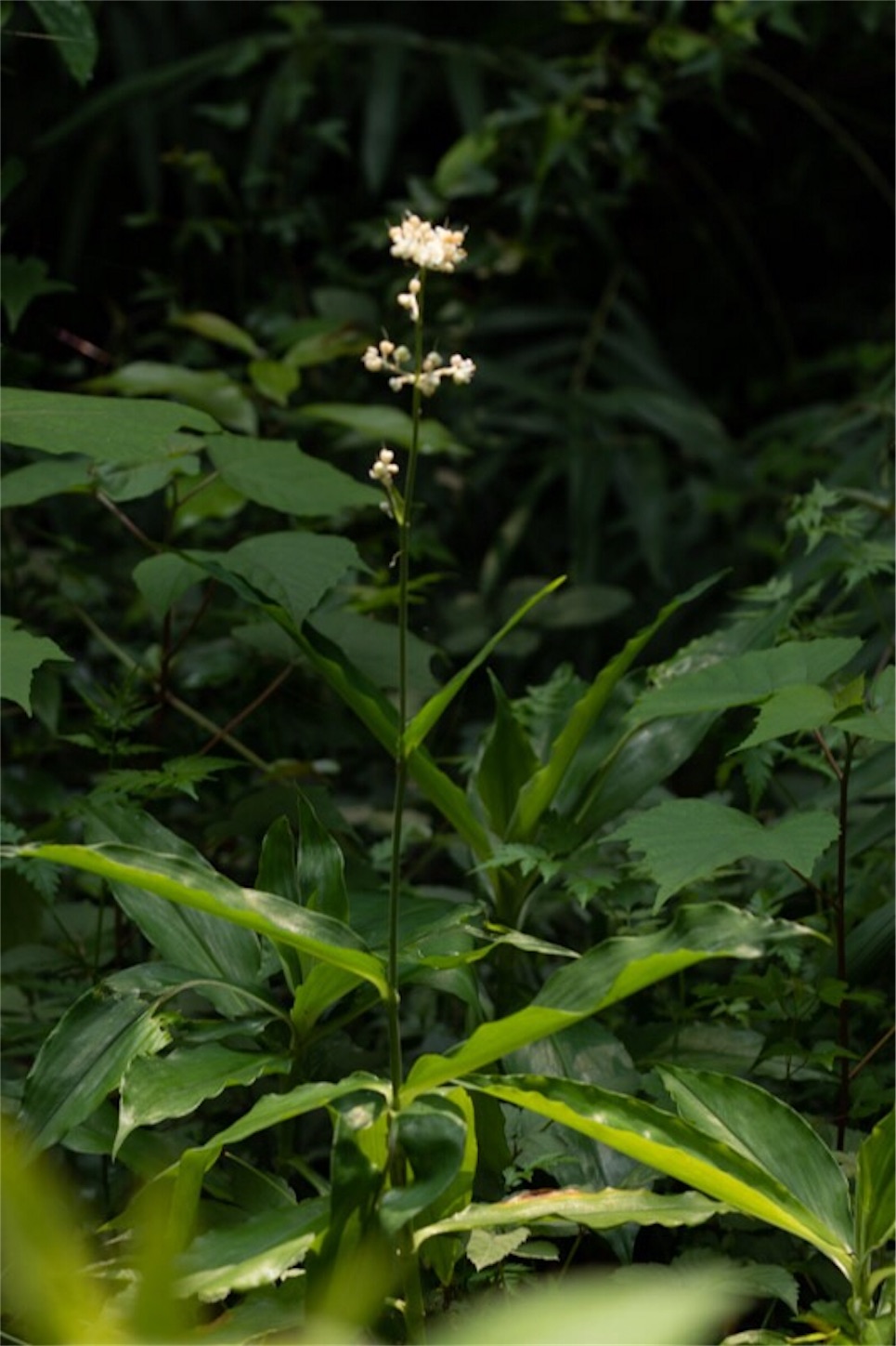 f:id:Jiroviolet:20190729232629j:image