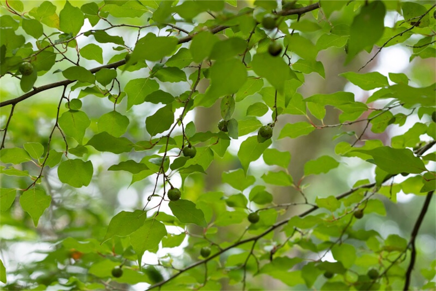 f:id:Jiroviolet:20190729232959j:image