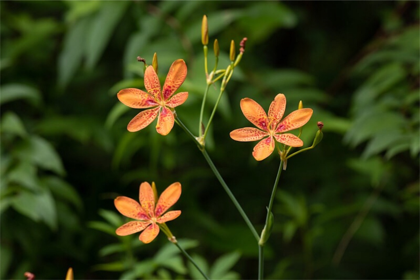 f:id:Jiroviolet:20190729233614j:image