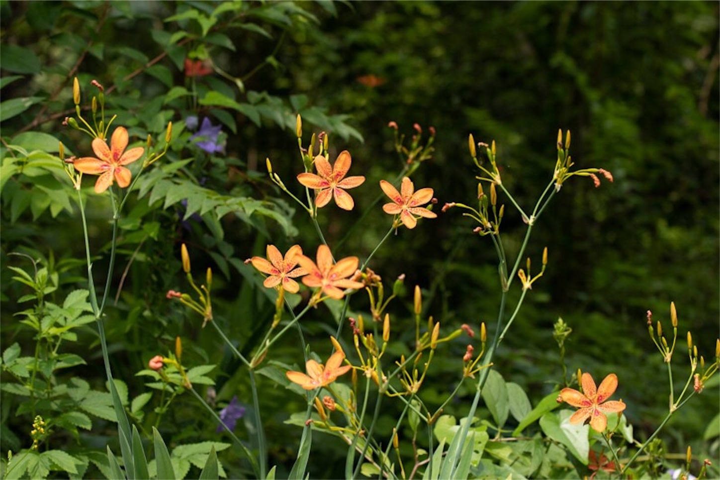 f:id:Jiroviolet:20190729233626j:image
