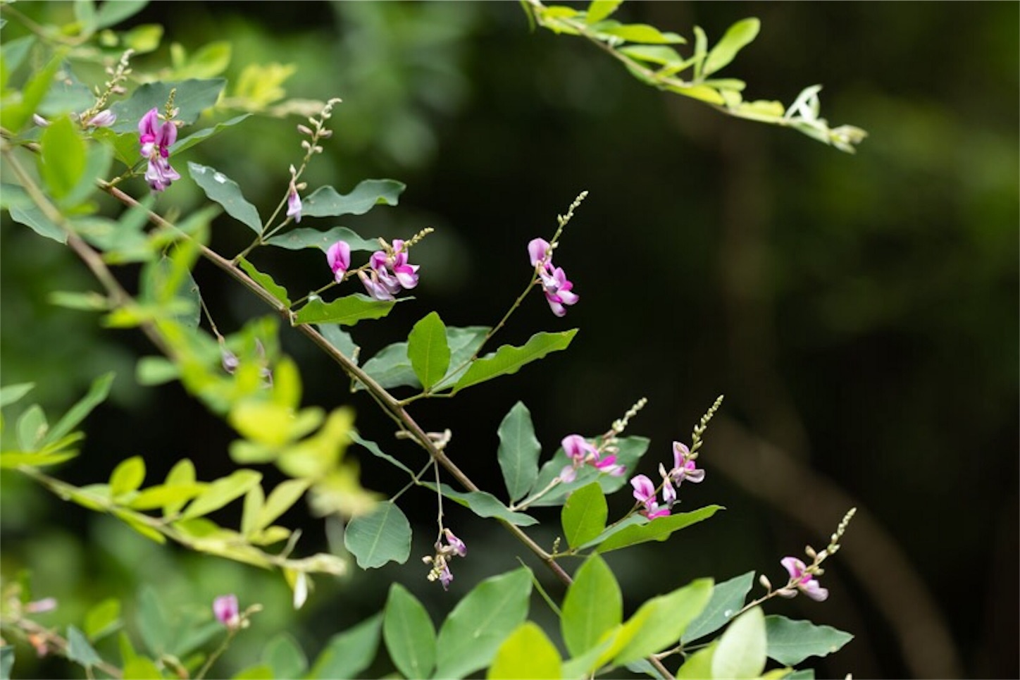 f:id:Jiroviolet:20190729233631j:image