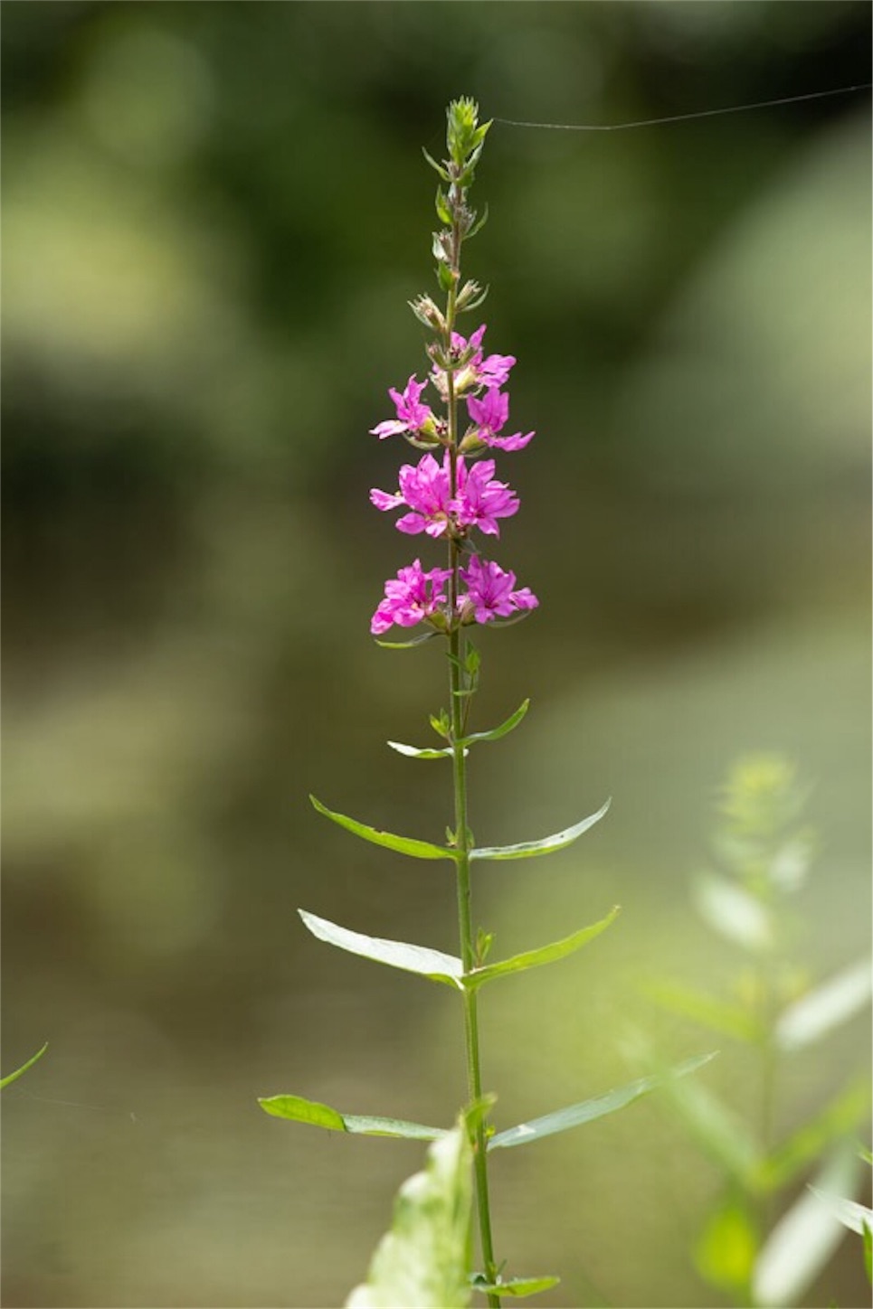 f:id:Jiroviolet:20190729234033j:image