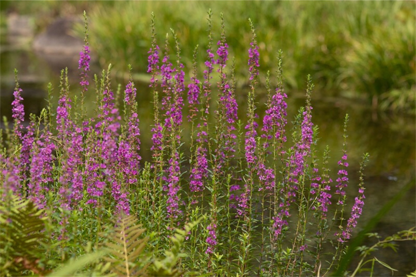 f:id:Jiroviolet:20190729234040j:image
