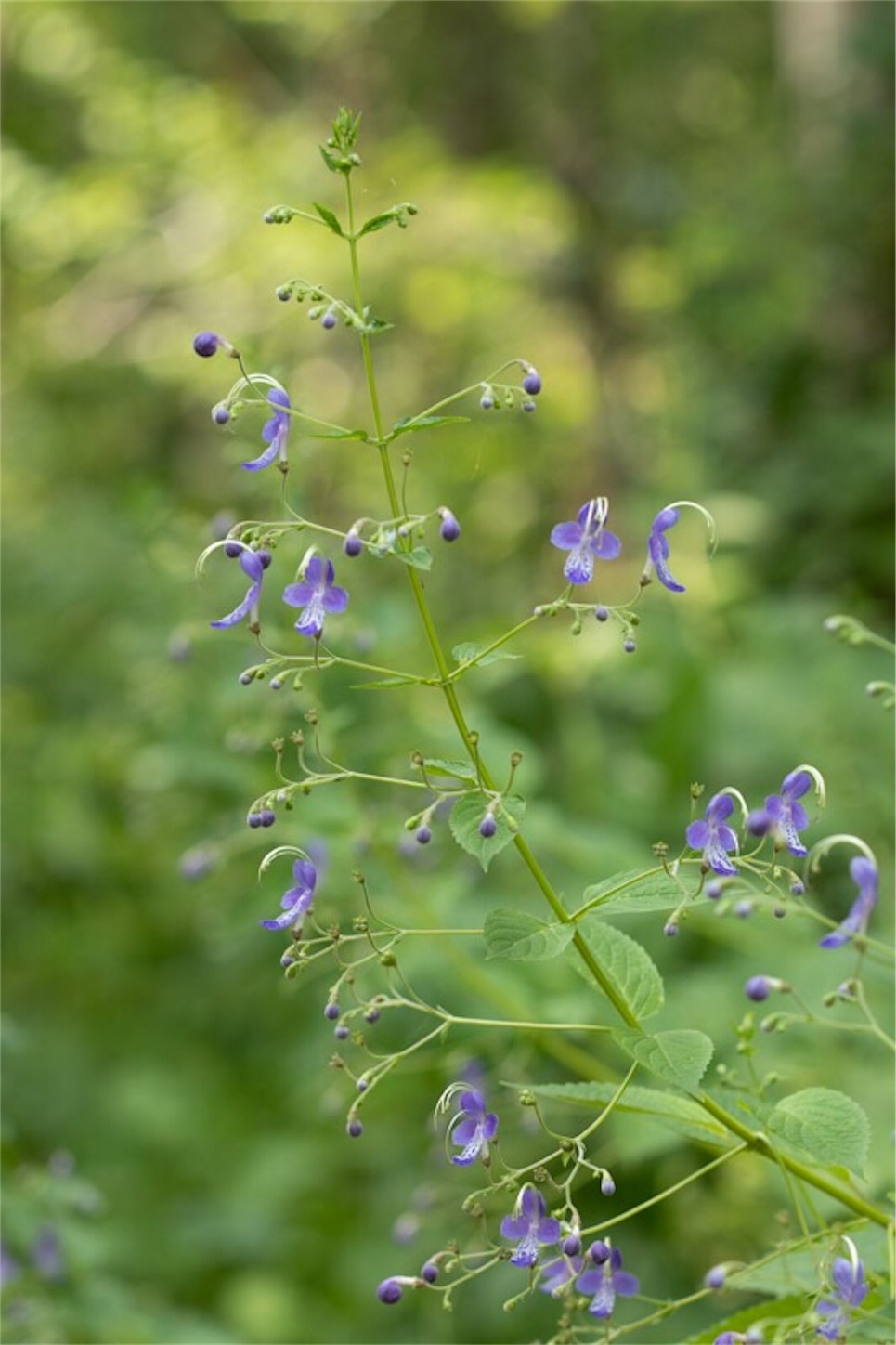 f:id:Jiroviolet:20190729234339j:image
