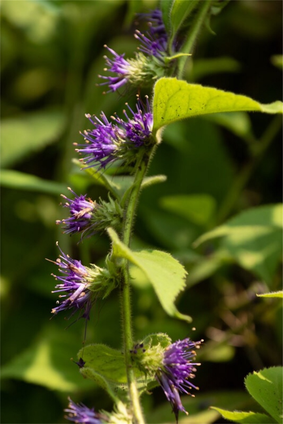 f:id:Jiroviolet:20190729234851j:image