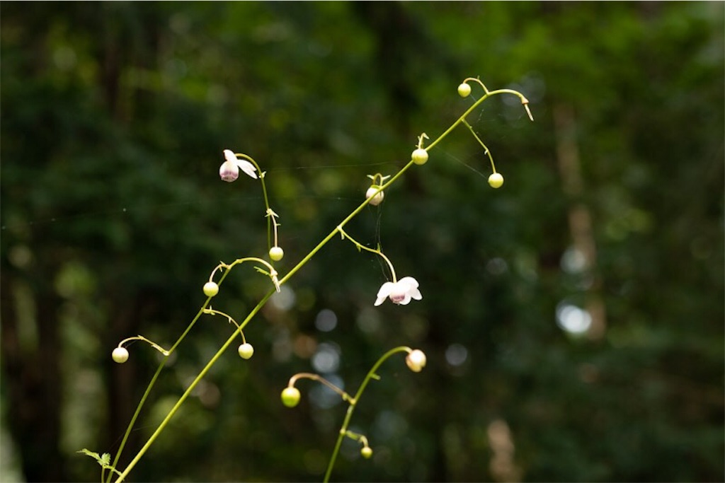 f:id:Jiroviolet:20190730060945j:image