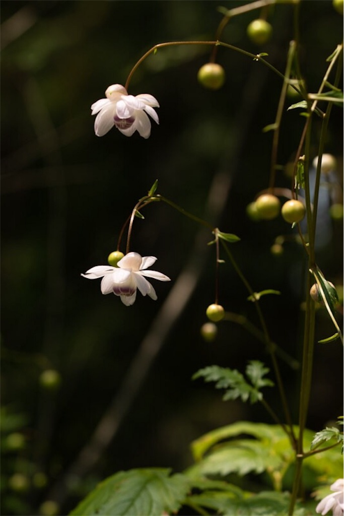 f:id:Jiroviolet:20190730060948j:image
