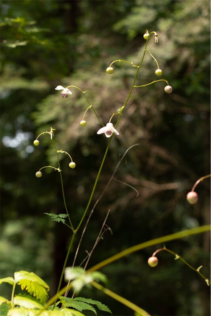 f:id:Jiroviolet:20190730060951j:image